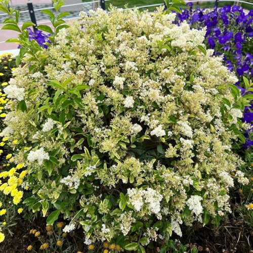 semi di siepe di ligustro da giardino resistenti perenni decorazione di arbusti di ligustro resistenti veri da appartamento 500pcs