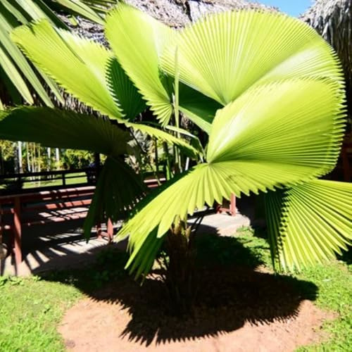 palmensamen gartenpflanzen winterhart mehrjährig palmen balkon, zierbaum winterhart minigarten balkonpflanzen 25samen