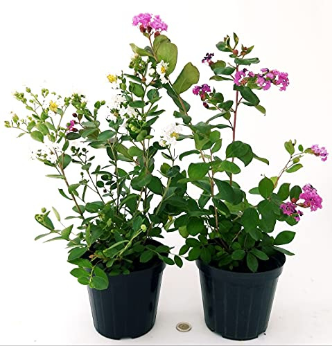 POWERS TO FLOWERS - LAGERSTROEMIA BIANCA e LILLA, VASO 13CM, 2 PIANTE, piante vere