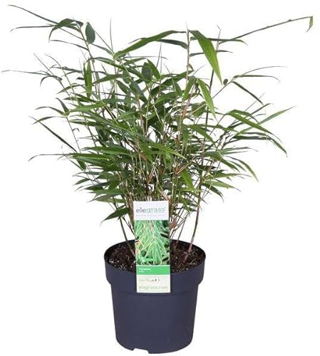 Schirmbambus Fargesia rufa – Kompakter, winterharter Bambus – Ø14cm – ca. 40cm Höhe – Ideal für Garten, Balkon & Teichgestaltung
