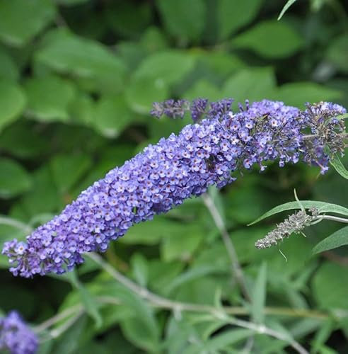 Schmetterlingsflieder Summer Bird Sky Blue 30-40cm - Buddleja - lebende Gartenpflanze aus den Baumschulen