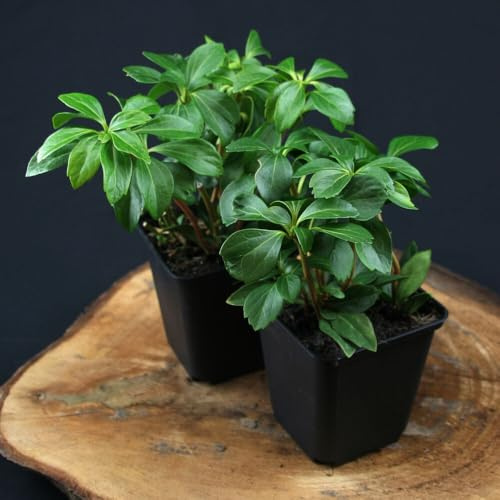 48 Stück Pachysandra Terminales von INTRAGARTEN | immergrüner und winterharter Bodendecker | Schattengrün - Dickmännchen im 9cm Topf
