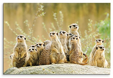 Sinus Art Wandbild 120x80cm Tierfotografie – Gruppe von Erdmännchen
