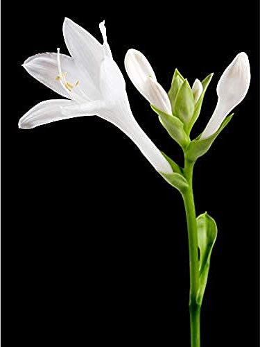 Artery8 DeSousa Hosta Plantaginea Plantain Lily Flower Photo Unframed Wall Art Print Poster Home Decor Premium