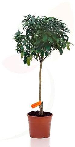 Árbol de Kumquat Natural: Fragancia y Sabor en Casa
