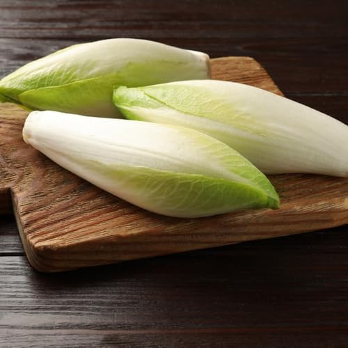 semillas de achicoria de invierno, crecimiento de achicoria de organicas en resistentes 150pcs