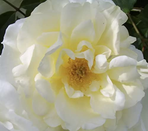 'Tall Story' Potted Rose - Old Fashioned Rose - Fragrant Yellow & Cream Clusters - 4L Pot