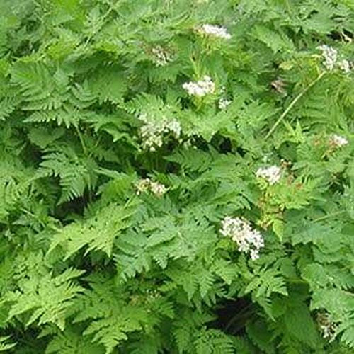 Cerfoglio (Anthriscus cerefolium) - 200 Semi