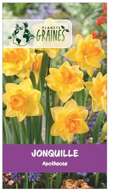 5 Bulbes Jonquille Apothéose - Fleurs d'un Jaune Intense pour le Printemps - Facile à Cultiver