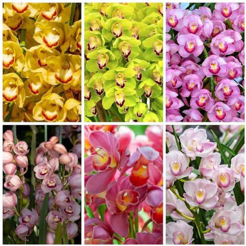 orchidea cymbidium - giardino di biologiche d'appartamento raro giardino roccioso da appartamento esotiche di resistenti varietà 350semi