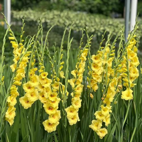 65 pcs gladiolen samen gartensamen kübelpflanzen Gladiolus, bienenwiese saatgut mehrjährig winterhart blumensaat gartenpflanzen wildblumensamen wildblumenwiese saatgut mehrjährig