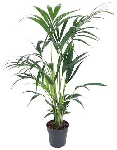 Fresh Plants Zimmerpflanzen -Howea Forsteriana (Kentia) XXL - Elegante Zimmerpalme Ø 19cm, Höhe 100cm