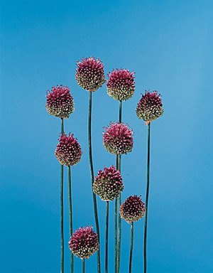 Chives Large Leaf Allium schoenoprasum 5,000 Seeds