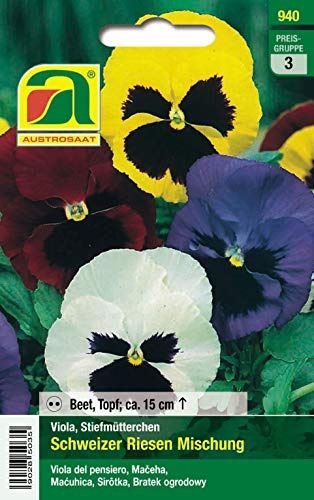 Viole del pensiero, mix svizzero gigante