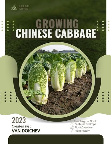 Chinese Cabbage: Guide and overview