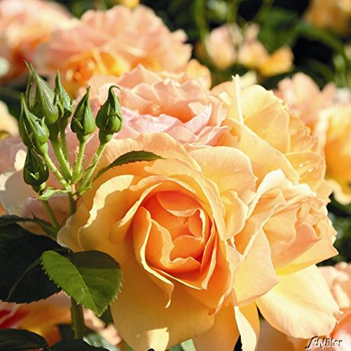 Rose 'Hansestadt Rostock' - Beetrose bernstein- bis apricotfarbene Blüten - Orange Rose Pflanze Winterhart Halbschattig gesundes Laub - von Garten Schlüter - Pflanzen in Top Qualität