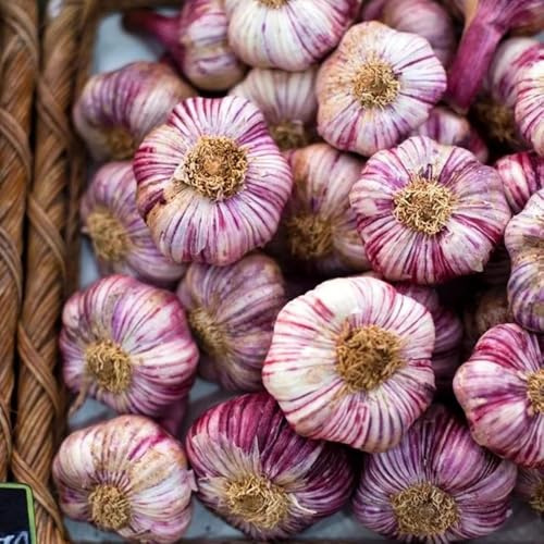 5knoblauch, pflanzknoblauch elefanten knoblauch balkonpflanzen topfpflanzen draußen winterhart gewächshaus balkon bodendecker gartenkräuter seltene