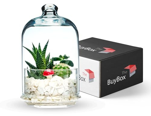 The Buybox Terrarium Glass Jar with Lid for Plants, Premium Glass Container, Food Storage,Keeper,Saver