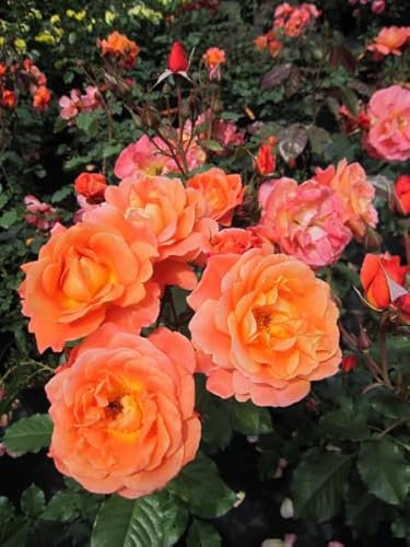 Rosa Westerland® - Strauchrose Westerland® - kupferorange - Duft+++ - Kordes-Rose