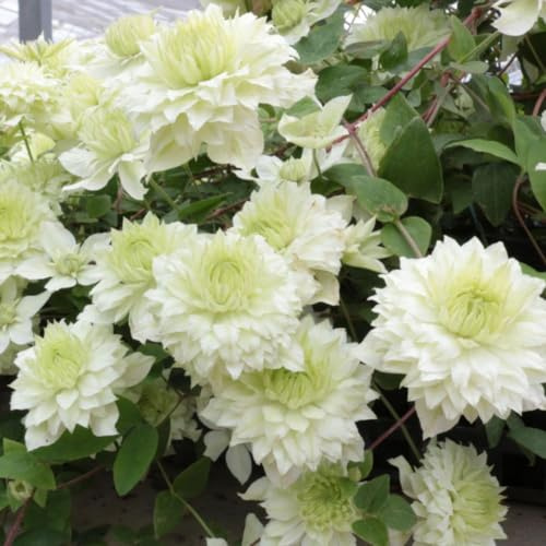 Clematis Florida 'Manju' - Unique Japanese Cultivar - Whitish Creamy-Green Blooms - Vigorous Climber - Flowers from Late Spring to Early Autumn - 3X 9cm Potted Plants by Thompson & Morgan