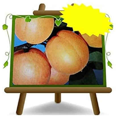 Aprikose Rubini Maria - Obstpflanze alte Frucht auf Blumentopf 26 Baum max 200 cm – 4 Jahre Anbau Italien