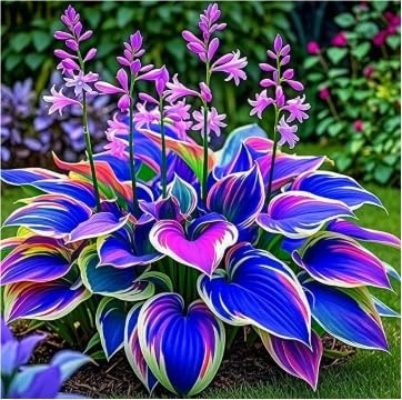 Hosta bulbi,Hosta pianta vera,Piante erbacee perenni,Facile da curare,Decorazione del giardino, bulbi belli e sani,Brillante(non fiori artificiali)-8 Bulbi-C