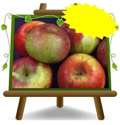 EURO PLANTS VIVAI Pommier Prata Fruits anciens plante fruitière en pot de 20 cm hauteur 150-170 cm - Âge 2 ans