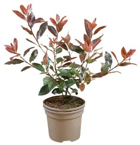Photinia Natural Arbusto Mediterráneo de Exterior Fácil de Cuidar