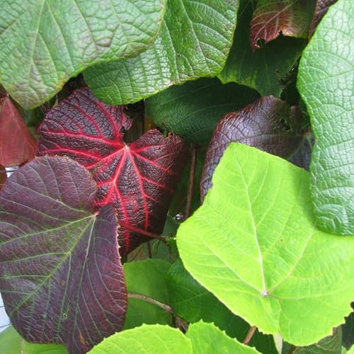 Japanische Weinrebe 2L - Äußerst resistent gegen Frost und Krankheiten