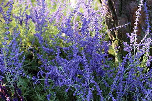 Perovskia 'Taiga' Seeds, Russian Sage - Perennial, Statement Plant