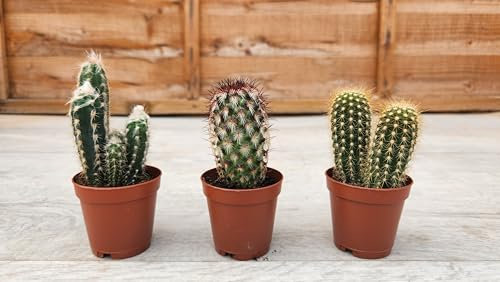 Pugh's Cacti Cactus/Cacti Mix of 3 (Columnar). Live Houseplant/Indoor Plant. Suitable for Home and Office. Perfect for Gifts/Personal Use. 5.5cm Pot.