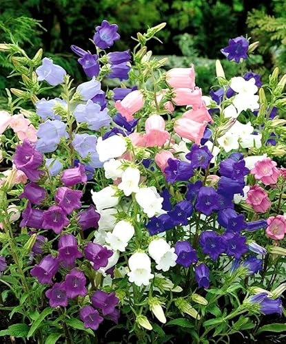 1 Pack of 6400 SEEEDS Canterbury Bells Campanula Medium Single Mixed