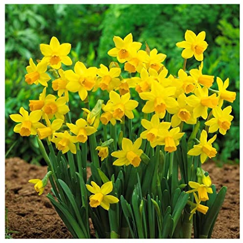 5 Tete a Tete Narcissus Bulbs - Top Size Daffodil Bulbs