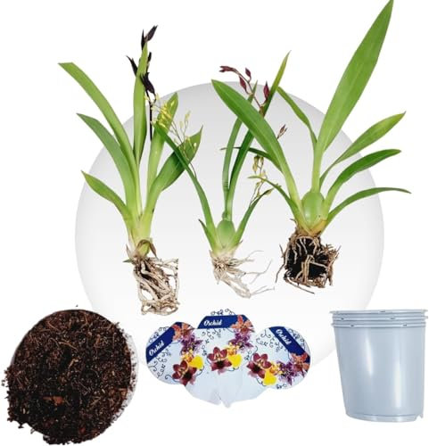 Mini Orchideen, 3 Zimmerpflanzen Mischung aus Holland. Mix von 3 Farben (Gelb, Braun und Rosa). 15-20cm hoch, mit Blüten. Cambria, Colmonara, Brassia (keine künstliche Orchidee, ohne Dünger und Topf)