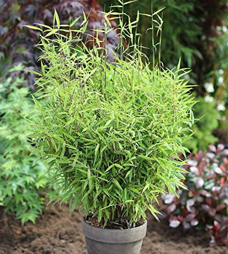 Gartenbambus Bimbo 40-60cm - Fargesia murielae - lebende Gartenpflanze aus den Baumschulen
