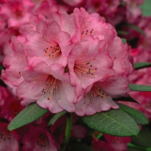 Rhododendron 'Wine and Roses' - Stunning Evergreen Foliage with Pale Pink Blooms - Compact, Ideal for Acid Beds and Containers - RHS Award Winner - 1x 15cm Potted Plants by Thompson & Morgan