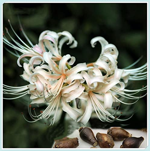 Lycoris Radiata Bulbi, Robusti, Vitali- Freschi, Compatti, Naturali-15 Bulbi