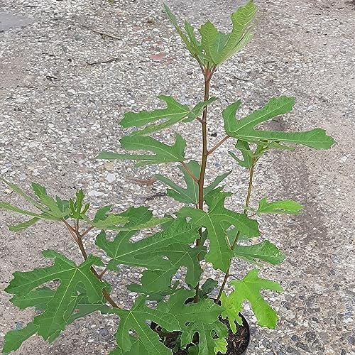 Zwergfeige Little Miss Figgy® - Feige Feigenbaum Ficus carica ca. 40-60 cm, 3 Liter Topfballen