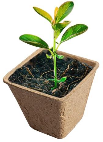 Celuicion Pots de légumes compostables, pots de tourbe biologiques | Petits pots pour la plantation,Vestro maternelle n