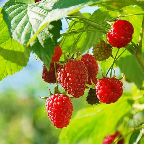 2 Caroline Raspberry Plants Live for Planting, Red Raspberry Bush Live Plants, Size 5-8 Inch Tall, Thornless Raspberry Trees
