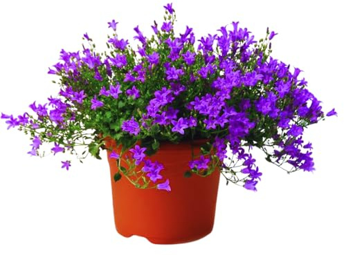 Blue Campanula Plant 2.5 Inches Potted, Campanula Plant Live, Bellflower Plants