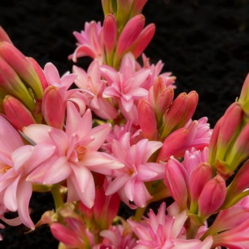 Bulbi di tuberosa perenni- Facili da coltivare- Profumati- Forte ＆ Raro,- Resistente agli insetti- Adatto per la piantagione all'aperto-c-4 Bulbi