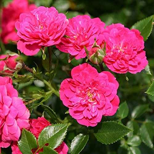 Rose Knirps® - Bodendeckerrose rosa Blüten - Kleinstrauchrose Pflanze Stark gefüllt Winterhart Halbschattig Mehltau-Resistent von Garten Schlüter - Pflanzen in Top Qualität