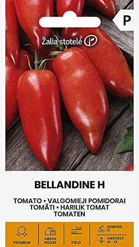 Zalia stotele | SEMILLAS DE TOMATE BELANDINO H | Semillas de hortalizas | Semillas de plantas | Semillas Tomate | Semillas de jardín | 1 paquete