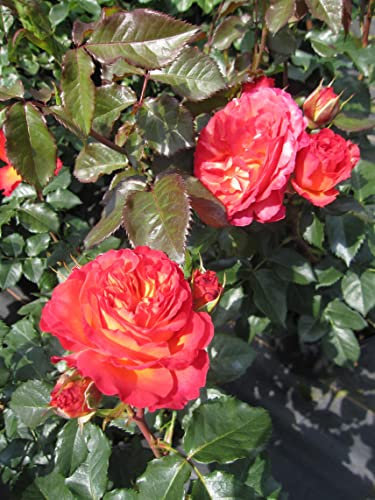 Rosa Vulcano ® - Edelrose Vulcano ® - Kordes Rose - ADR Rose