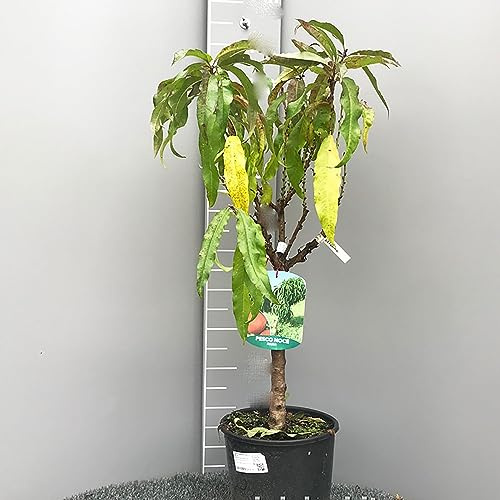 SAVINI VIVAI Planta de Peces Enanos, Plantas Frutales Enanas, Peces en Maceta, 22-24 cm 2-3 años, Altura 100-110 cm