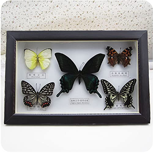 Guoyoocc Vrai Papillon De Taxidermie Monté sous Verre dans Un Cadre Fait Main en Bois,Couleurs AléAtoires De Papillons,Utilisé pour Les Cadeaux d'anniversaire,Objets De Collection,Souvenirs