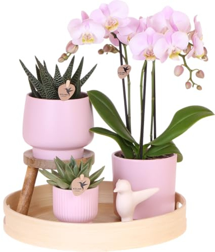 Coffret cadeau « Pink vibes » | Plante verte avec orchidée Phalaenopsis rose en Simplicity Pots décoratifs Rose sur assiette en bambou - 30cm - Ø30cm - Plante Pot - Kit Complet - Orchidées