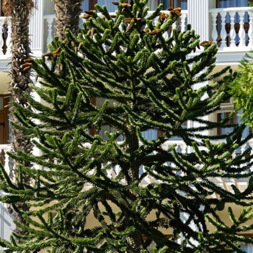araucaria araucana kaufen, zimmerbonsai, balkonpflanzen minigarten, baumsamen garten winterhart 30samen