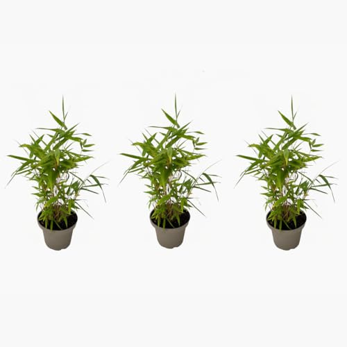 Fargesia Nitida 'Black Dragon' - 3 Stück - Bambus - 25-40cm - Ø14cm - Multideal